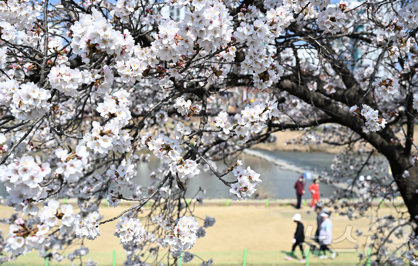 (서울=뉴스1) = 화창한 봄날씨를 보인 2일 경남 거창군 거창읍 대평리 강변에 벚꽃이 만개한 가운데 주민들이 파크 골프를 치며 봄을 만끽하고 있다. (거창군 제공. 재판매 및 D …