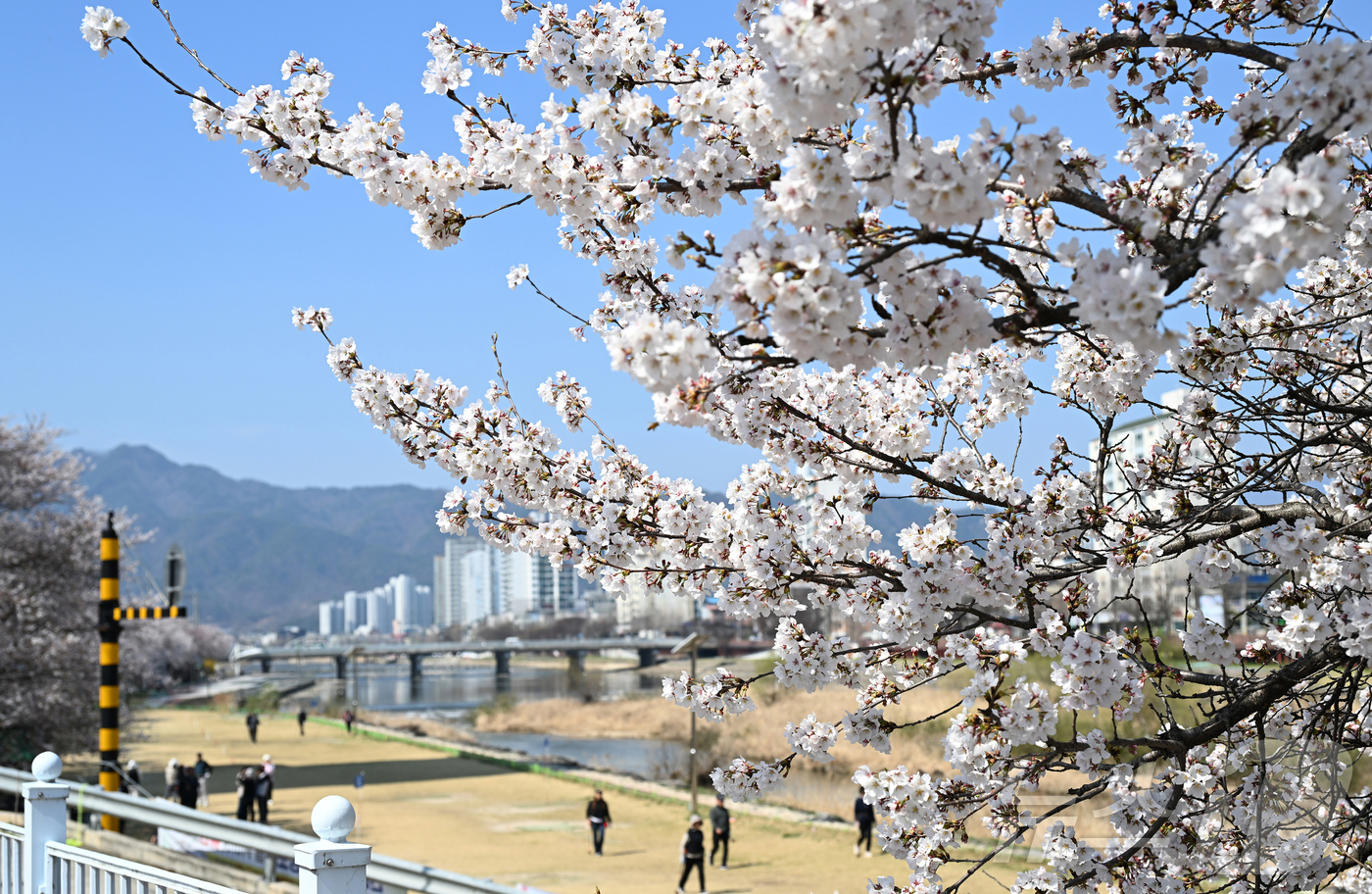 (서울=뉴스1) = 화창한 봄날씨를 보인 2일 경남 거창군 거창읍 대평리 강변에 벚꽃이 만개한 가운데 주민들이 파크 골프를 치며 봄을 만끽하고 있다. (거창군 제공. 재판매 및 D …