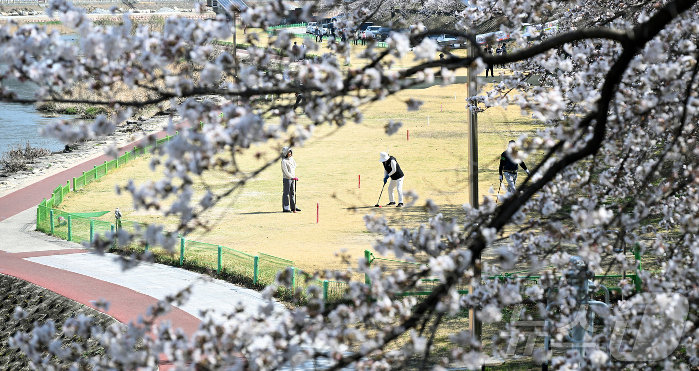 (서울=뉴스1) = 화창한 봄날씨를 보인 2일 경남 거창군 거창읍 대평리 강변에 벚꽃이 만개한 가운데 주민들이 파크 골프를 치며 봄을 만끽하고 있다. (거창군 제공. 재판매 및 D …