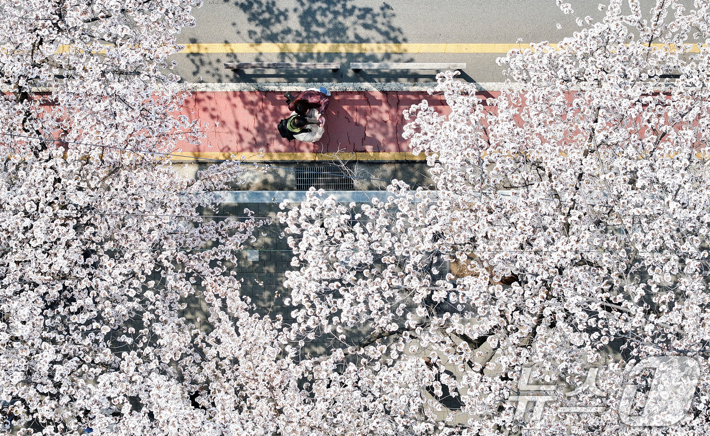 (서울=뉴스1) 최지환 기자 = '여의도 봄꽃축제'를 하루 앞둔 2일 서울 여의도 윤중로에 벚꽃이 만개해 있다. 2026.4.2/뉴스1