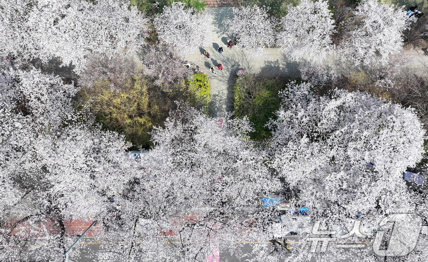 (서울=뉴스1) 최지환 기자 = '여의도 봄꽃축제'를 하루 앞둔 2일 서울 여의도 윤중로에 벚꽃이 만개해 있다. 2026.4.2/뉴스1