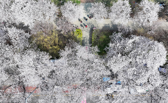 내일 먼지 낀 봄비, 최대 150㎜·서울 20㎜…강풍 겹쳐 벚꽃엔딩 예고
