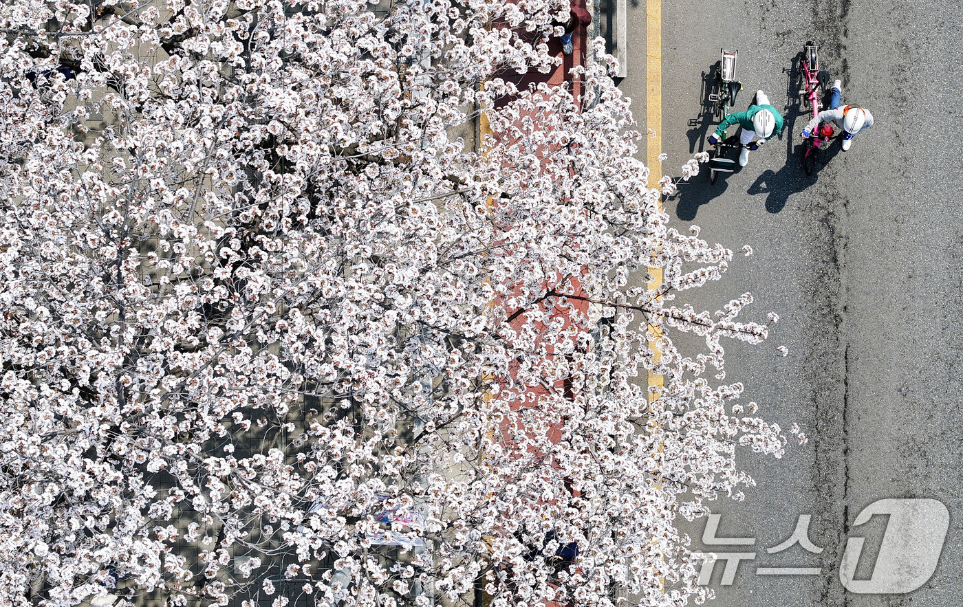 (서울=뉴스1) 최지환 기자 = '여의도 봄꽃축제'를 하루 앞둔 2일 서울 여의도 윤중로에 벚꽃이 만개해 있다. 2026.4.2/뉴스1