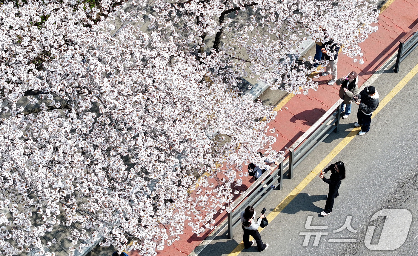 (서울=뉴스1) 최지환 기자 = '여의도 봄꽃축제'를 하루 앞둔 2일 서울 여의도 윤중로에 벚꽃이 만개해 있다. 2026.4.2/뉴스1