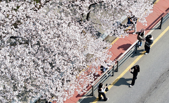 '벚꽃을 만나다'