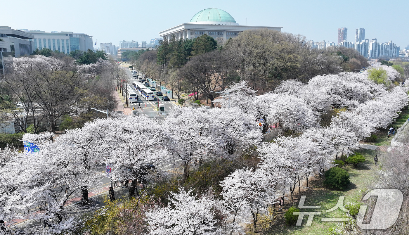(서울=뉴스1) 최지환 기자 = '여의도 봄꽃축제'를 하루 앞둔 2일 서울 여의도 윤중로에 벚꽃이 만개해 있다. 2026.4.2/뉴스1