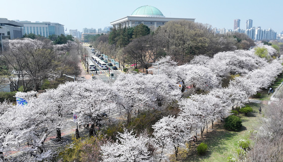벚꽃 활짝 핀 여의도
