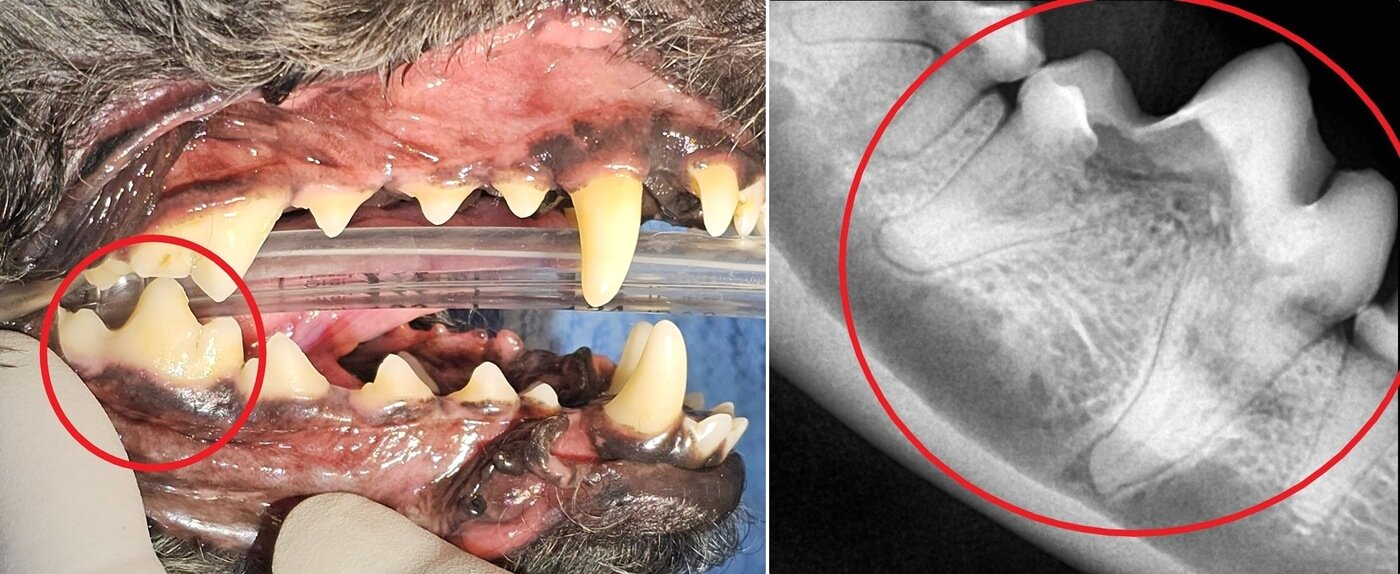 본문 이미지 - 겉으로 멀쩡해 보였던 반려견의 어금니 치아, 건강검진 시 치아 엑스레이를 찍은 결과 치아 내부가 녹아 있었다(병원 제공). ⓒ 뉴스1