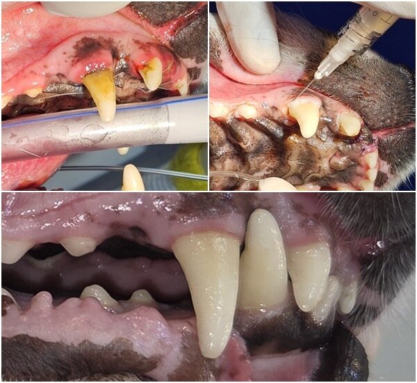 본문 이미지 - 송곳니 부위 치주염이 심해(상단 왼쪽) 스케일링 시 애니씰 덴탈콜라겐을 도포하는 모습(상단 오른쪽)과 치료 후 회복된 모습(아래) (병원 제공) ⓒ 뉴스1