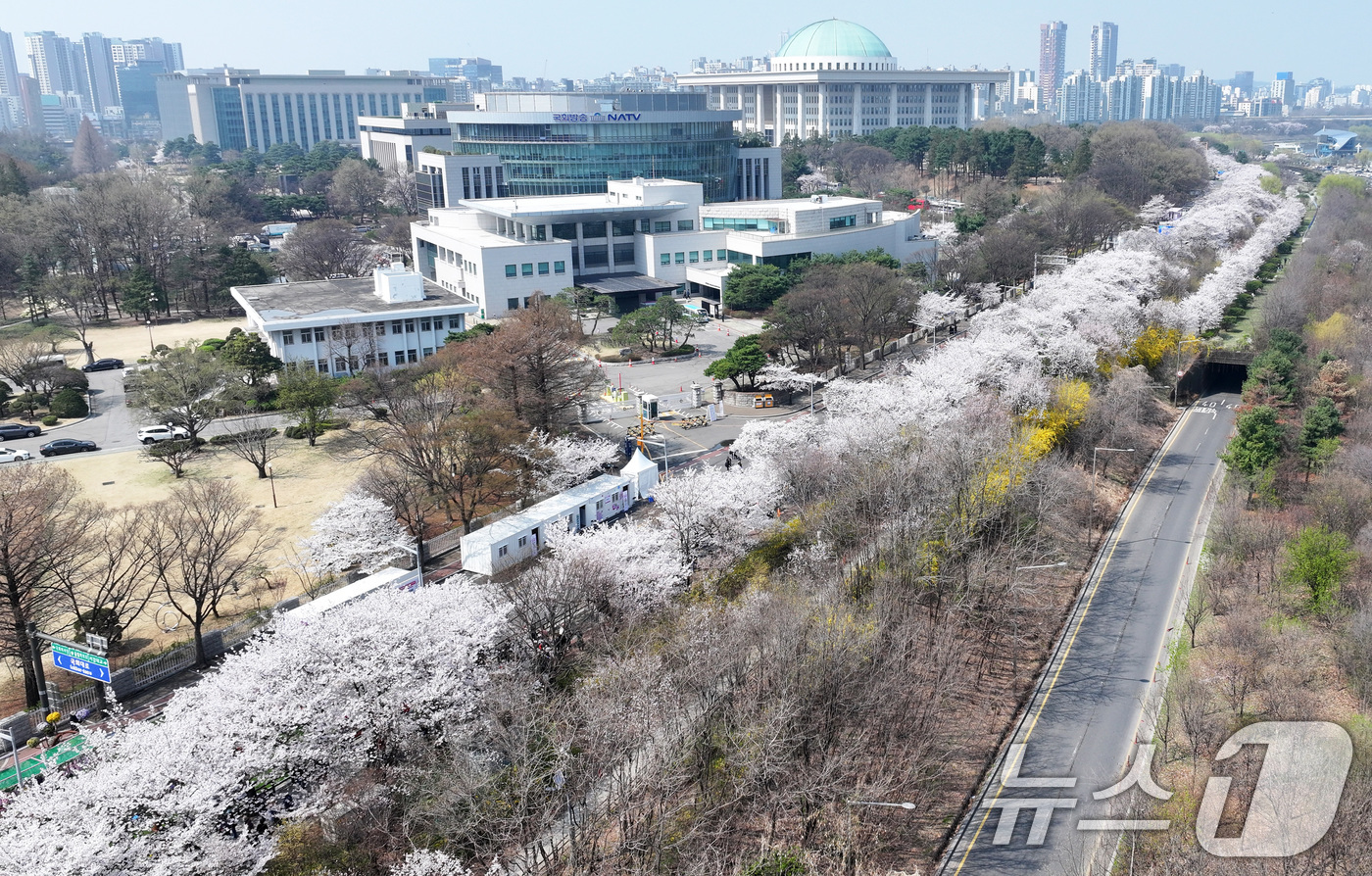 (서울=뉴스1) 최지환 기자 = '여의도 봄꽃축제'를 하루 앞둔 2일 서울 여의도 윤중로에 벚꽃이 만개해 있다. 2026.4.2/뉴스1