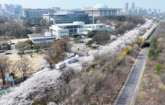 벚꽃 피어난 여의도