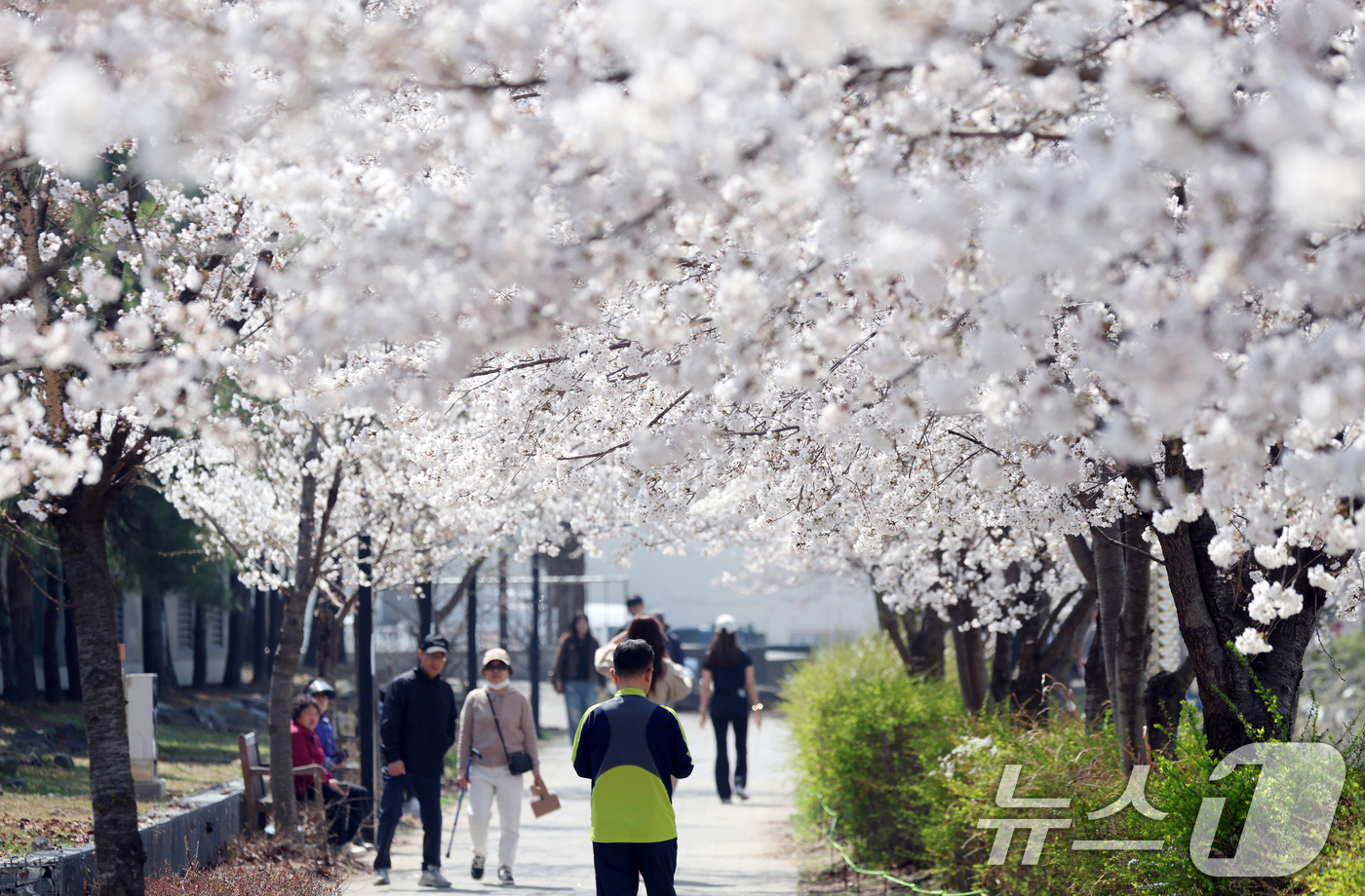 (오산=뉴스1) 김영운 기자 = 오산천 벚꽃축제 개막을 하루 앞둔 3일 경기 오산시 오산천에서 시민들이 만개한 벚꽃을 감상하며 봄산책을 즐기고 있다. 2026.4.2/뉴스1