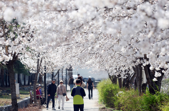 활짝 핀 벚꽃
