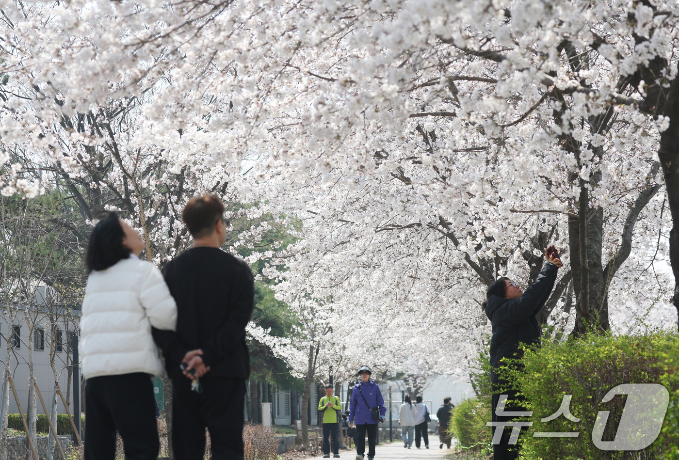 (오산=뉴스1) 김영운 기자 = 오산천 벚꽃축제 개막을 하루 앞둔 3일 경기 오산시 오산천에서 시민들이 만개한 벚꽃을 감상하며 봄산책을 즐기고 있다. 2026.4.2/뉴스1