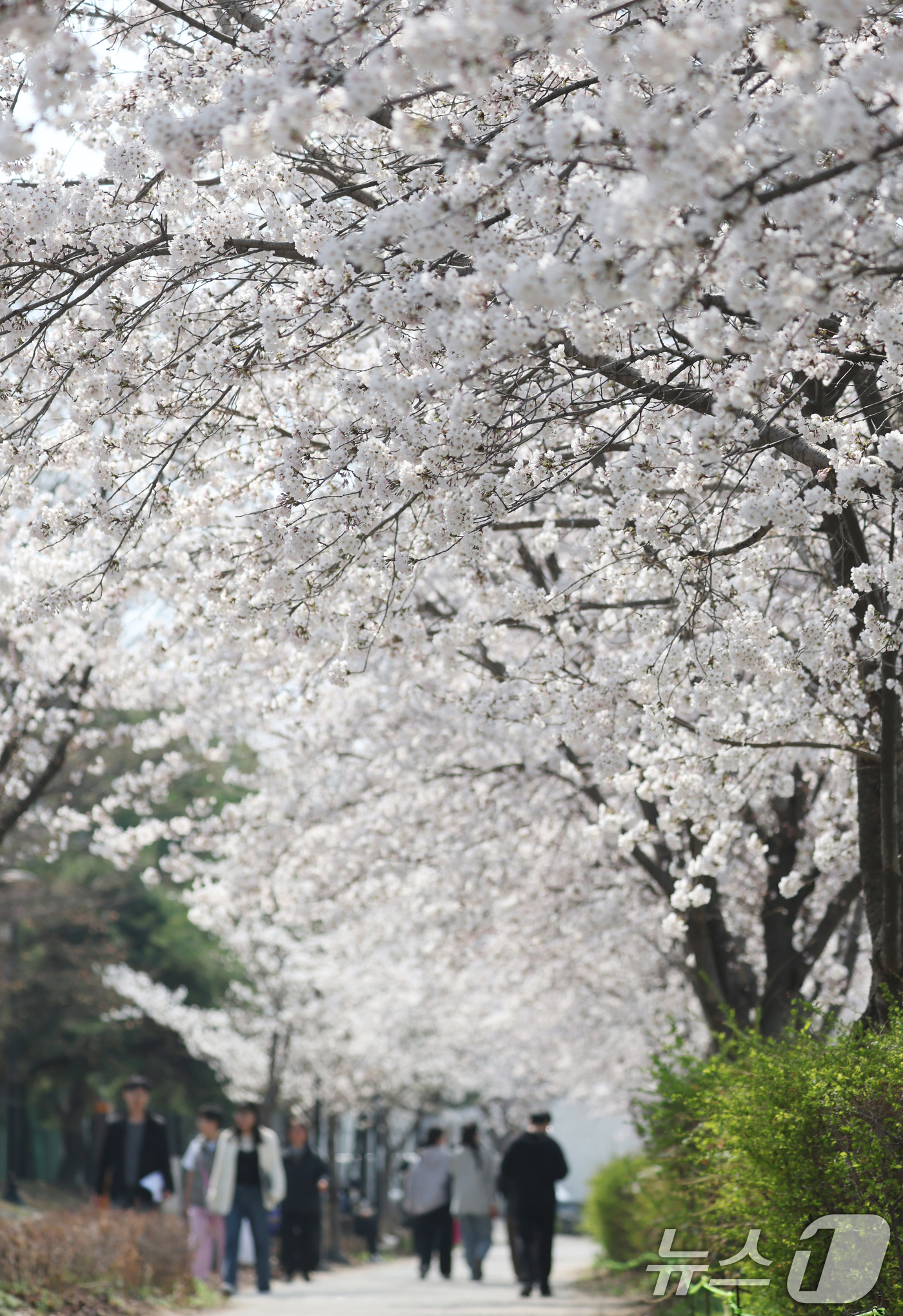 (오산=뉴스1) 김영운 기자 = 오산천 벚꽃축제 개막을 하루 앞둔 3일 경기 오산시 오산천에서 시민들이 만개한 벚꽃을 감상하며 봄산책을 즐기고 있다. 2026.4.2/뉴스1