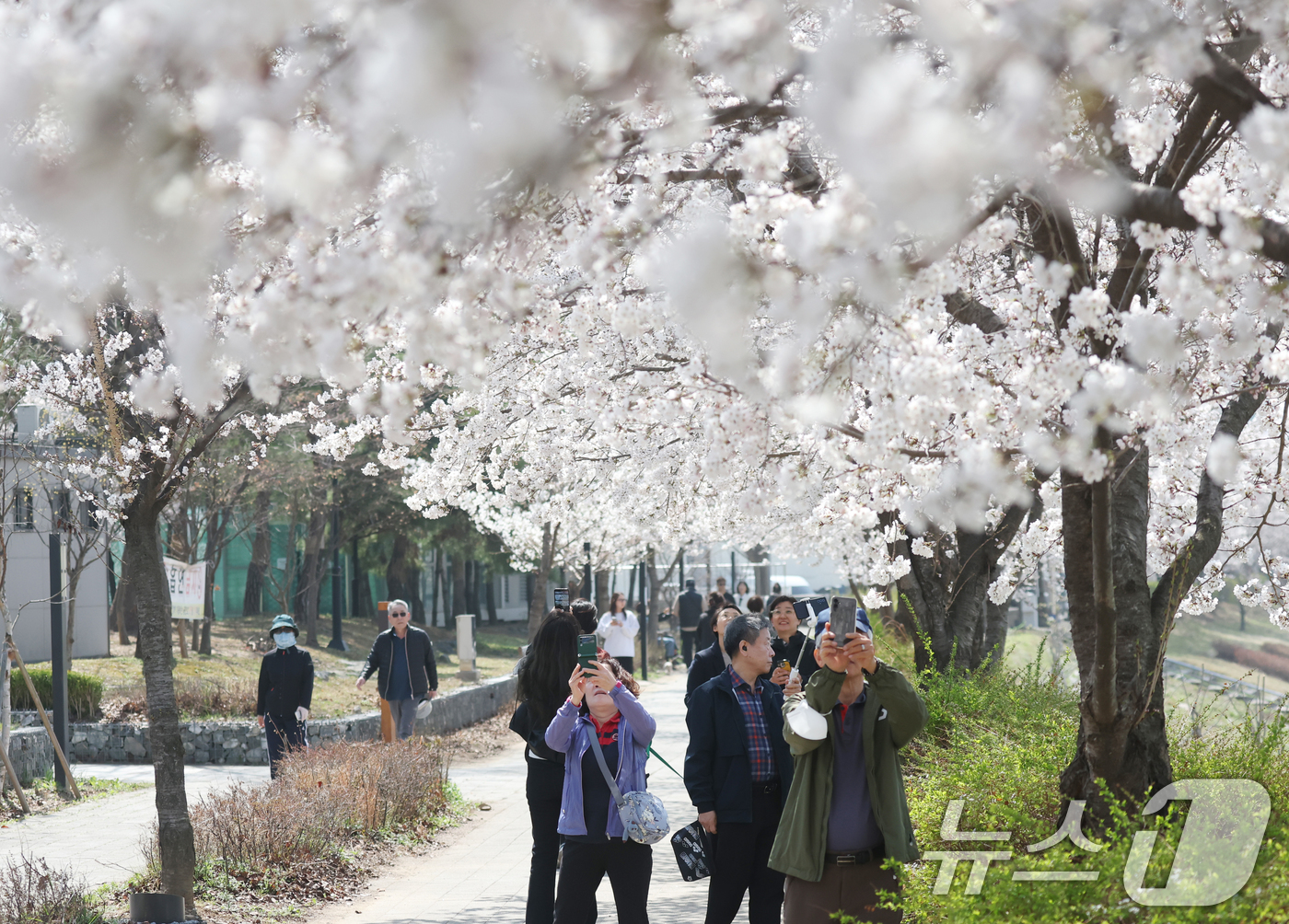 (오산=뉴스1) 김영운 기자 = 오산천 벚꽃축제 개막을 하루 앞둔 3일 경기 오산시 오산천에서 시민들이 만개한 벚꽃을 감상하며 봄산책을 즐기고 있다. 2026.4.2/뉴스1