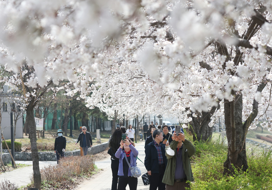 벌걸음 멈추게 한 벚꽃