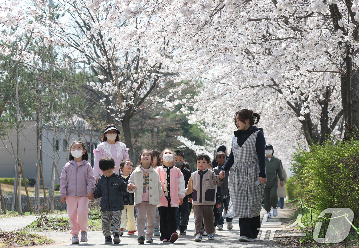 (오산=뉴스1) 김영운 기자 = 오산천 벚꽃축제 개막을 하루 앞둔 3일 경기 오산시 오산천에서 동부어린이집 아이들이 만개한 벚꽃을 감상하며 봄산책을 즐기고 있다. 2026.4.2/ …