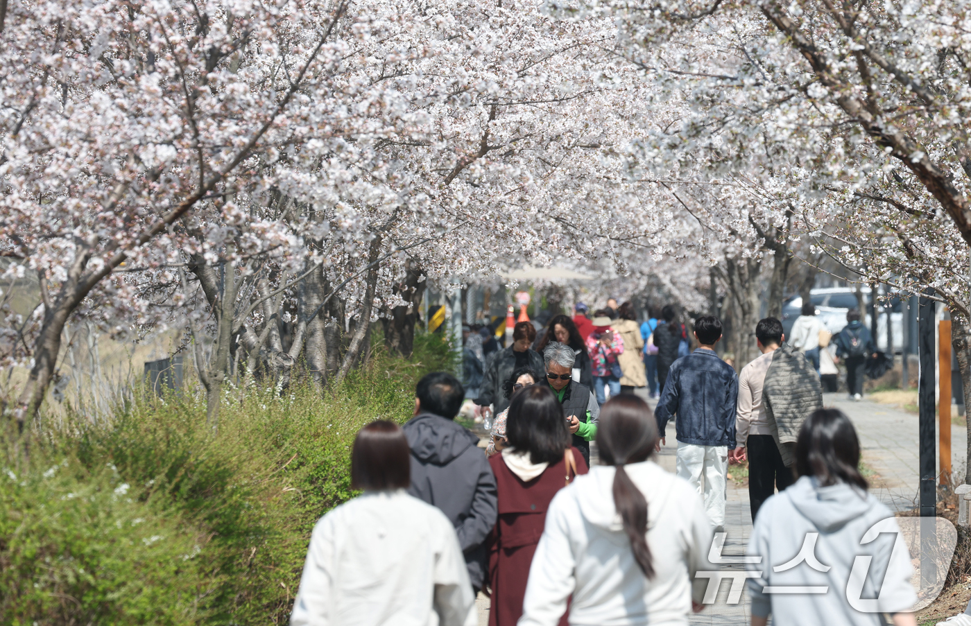 (오산=뉴스1) 김영운 기자 = 오산천 벚꽃축제 개막을 하루 앞둔 3일 경기 오산시 오산천에서 시민들이 만개한 벚꽃을 감상하며 봄산책을 즐기고 있다. 2026.4.2/뉴스1