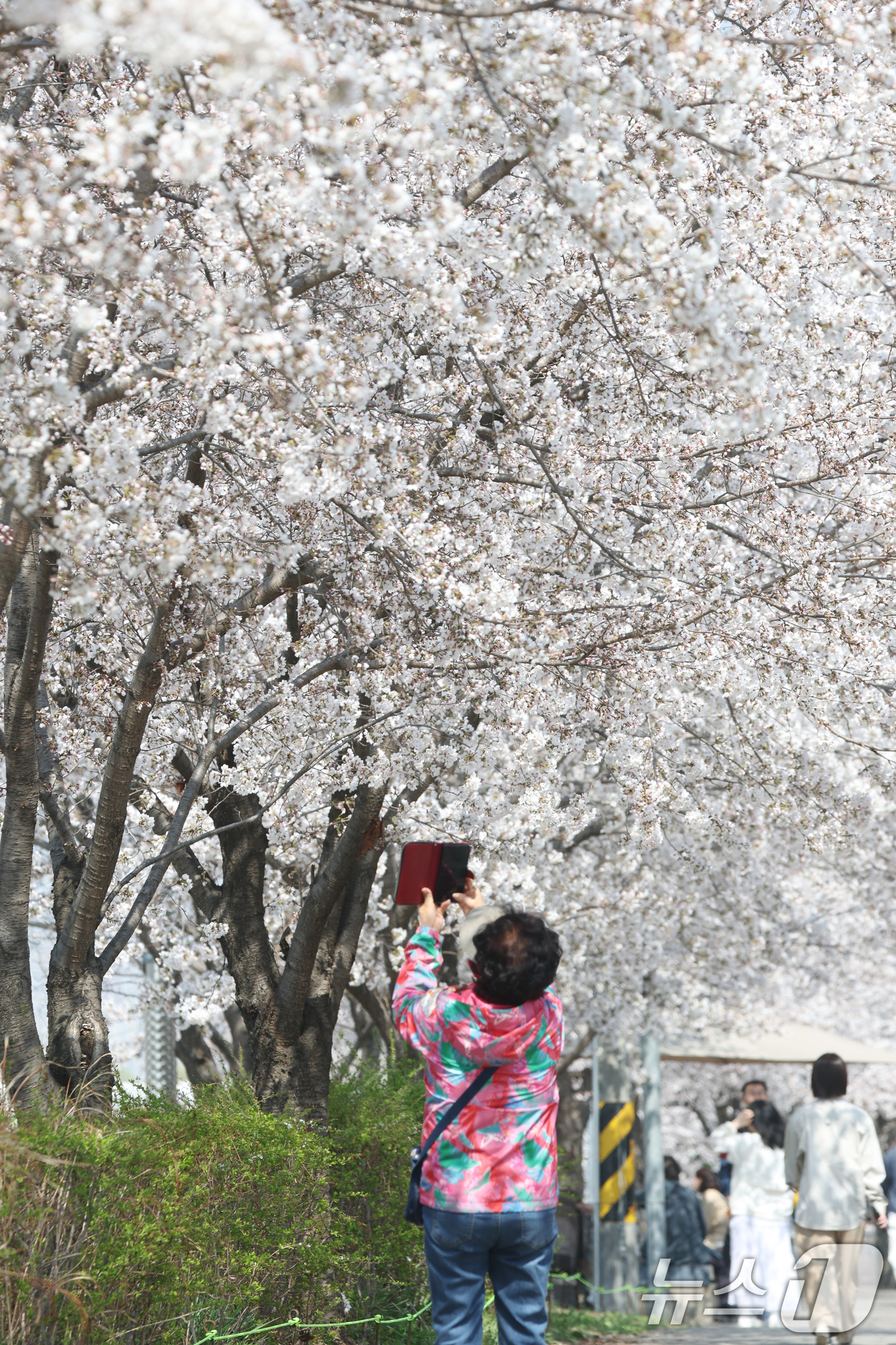 (오산=뉴스1) 김영운 기자 = 오산천 벚꽃축제 개막을 하루 앞둔 3일 경기 오산시 오산천에서 시민들이 만개한 벚꽃을 감상하며 봄산책을 즐기고 있다. 2026.4.2/뉴스1