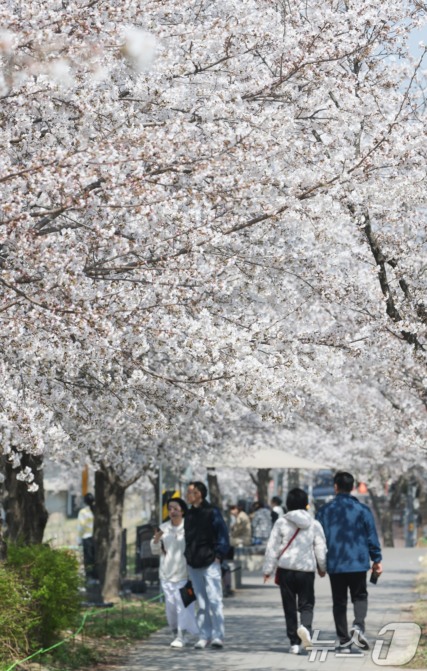 (오산=뉴스1) 김영운 기자 = 오산천 벚꽃축제 개막을 하루 앞둔 3일 경기 오산시 오산천에서 시민들이 만개한 벚꽃을 감상하며 봄산책을 즐기고 있다. 2026.4.2/뉴스1
