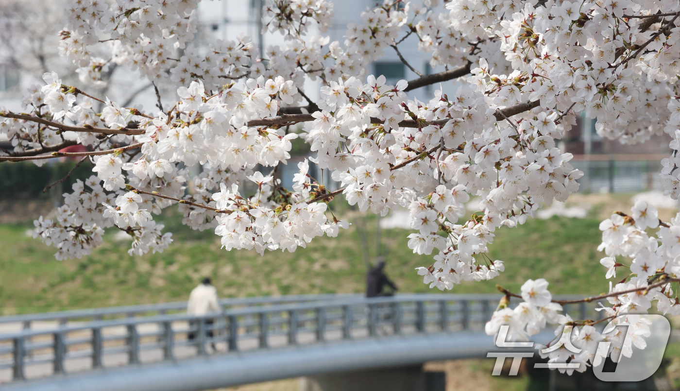 (오산=뉴스1) 김영운 기자 = 오산천 벚꽃축제 개막을 하루 앞둔 3일 경기 오산시 오산천에서 시민들이 만개한 벚꽃을 감상하며 봄산책을 즐기고 있다. 2026.4.2/뉴스1