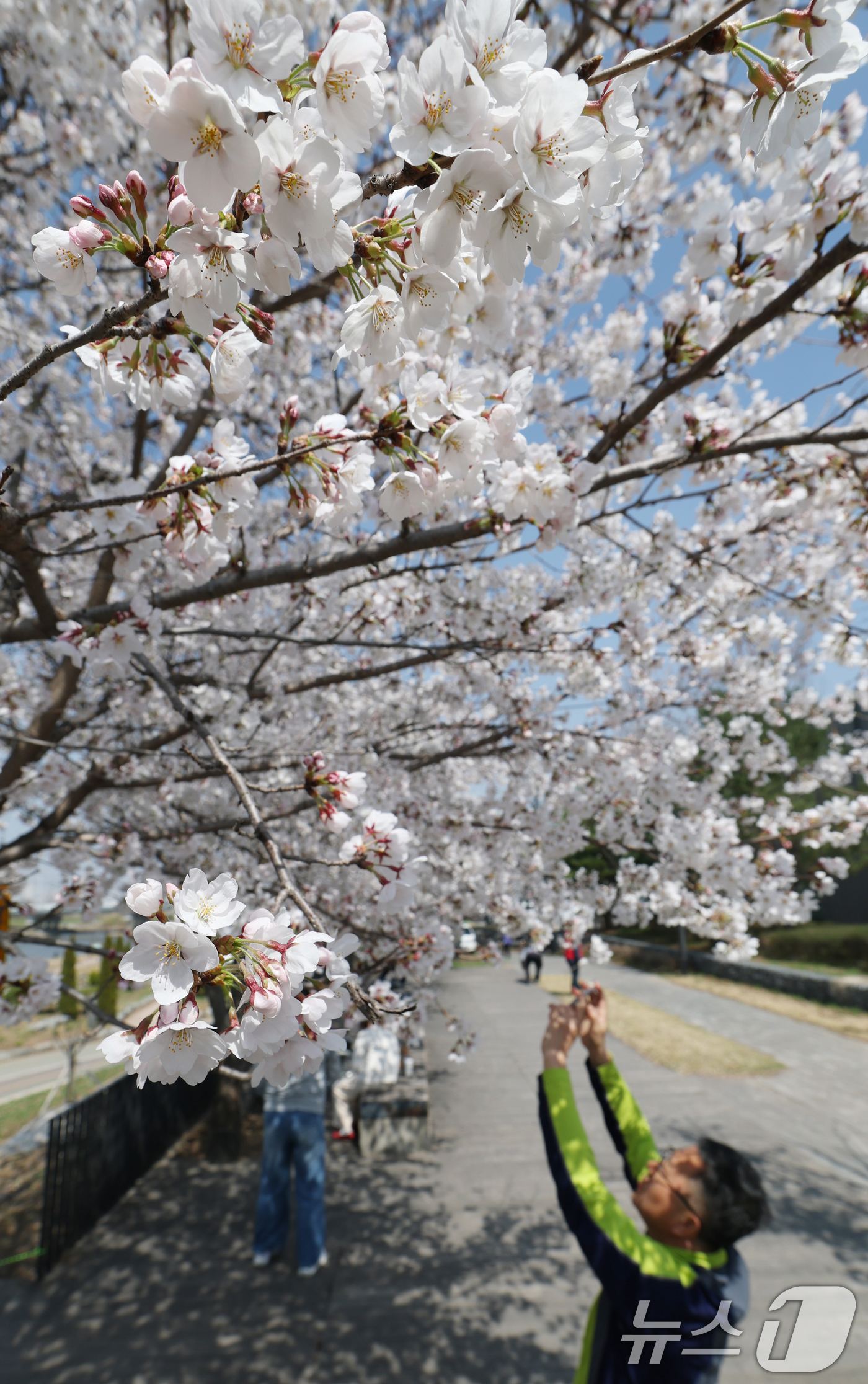 (오산=뉴스1) 김영운 기자 = 오산천 벚꽃축제 개막을 하루 앞둔 3일 경기 오산시 오산천에서 시민들이 만개한 벚꽃을 감상하며 봄산책을 즐기고 있다. 2026.4.2/뉴스1