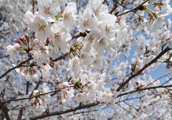 아저씨 발걸음 멈추게 한 벚꽃