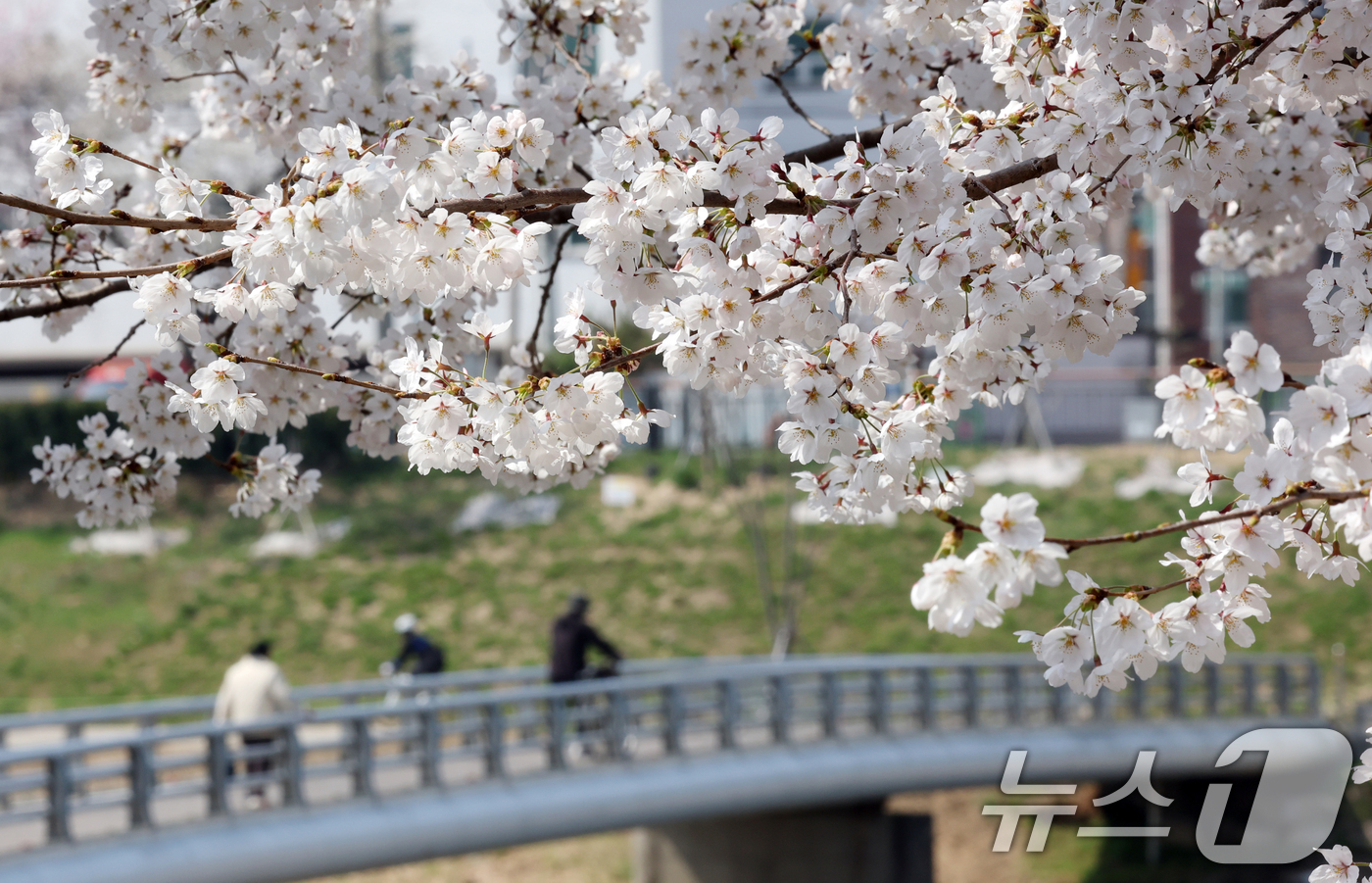 (오산=뉴스1) 김영운 기자 = 오산천 벚꽃축제 개막을 하루 앞둔 3일 경기 오산시 오산천에서 시민들이 만개한 벚꽃을 감상하며 봄산책을 즐기고 있다. 2026.4.2/뉴스1
