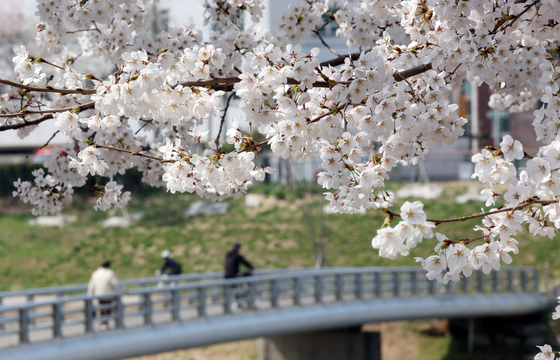만개한 벚꽃