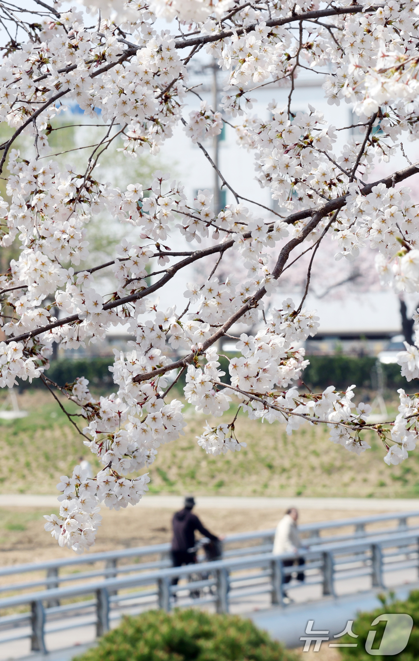 (오산=뉴스1) 김영운 기자 = 오산천 벚꽃축제 개막을 하루 앞둔 3일 경기 오산시 오산천에서 시민들이 만개한 벚꽃을 감상하며 봄산책을 즐기고 있다. 2026.4.2/뉴스1