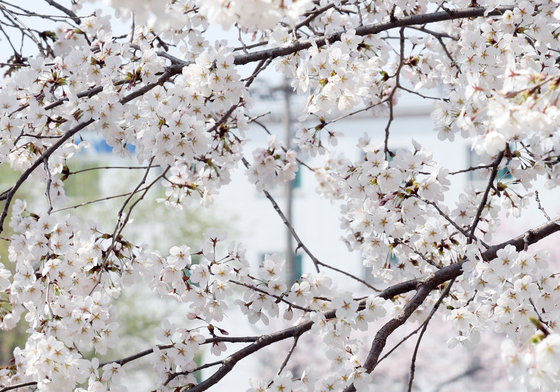만개한 벚꽃
