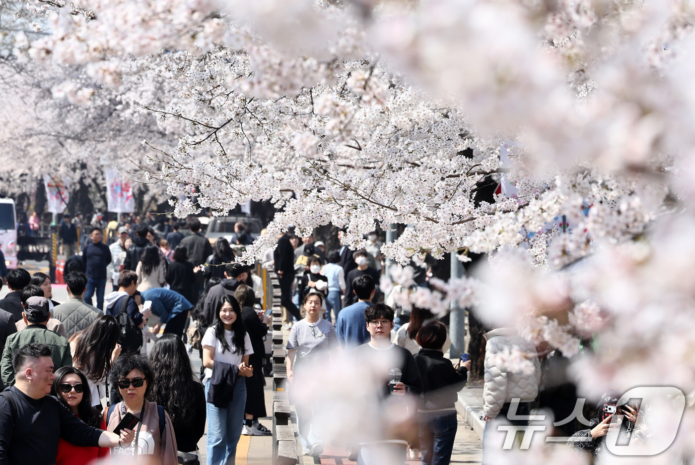 (서울=뉴스1) 최지환 기자 = '여의도 봄꽃축제'를 하루 앞둔 2일 서울 여의도 윤중로에서 시민들이 벚꽃을 감상하고 있다. 2026.4.2/뉴스1