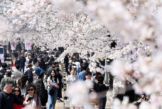 '벚꽃 아래에서'