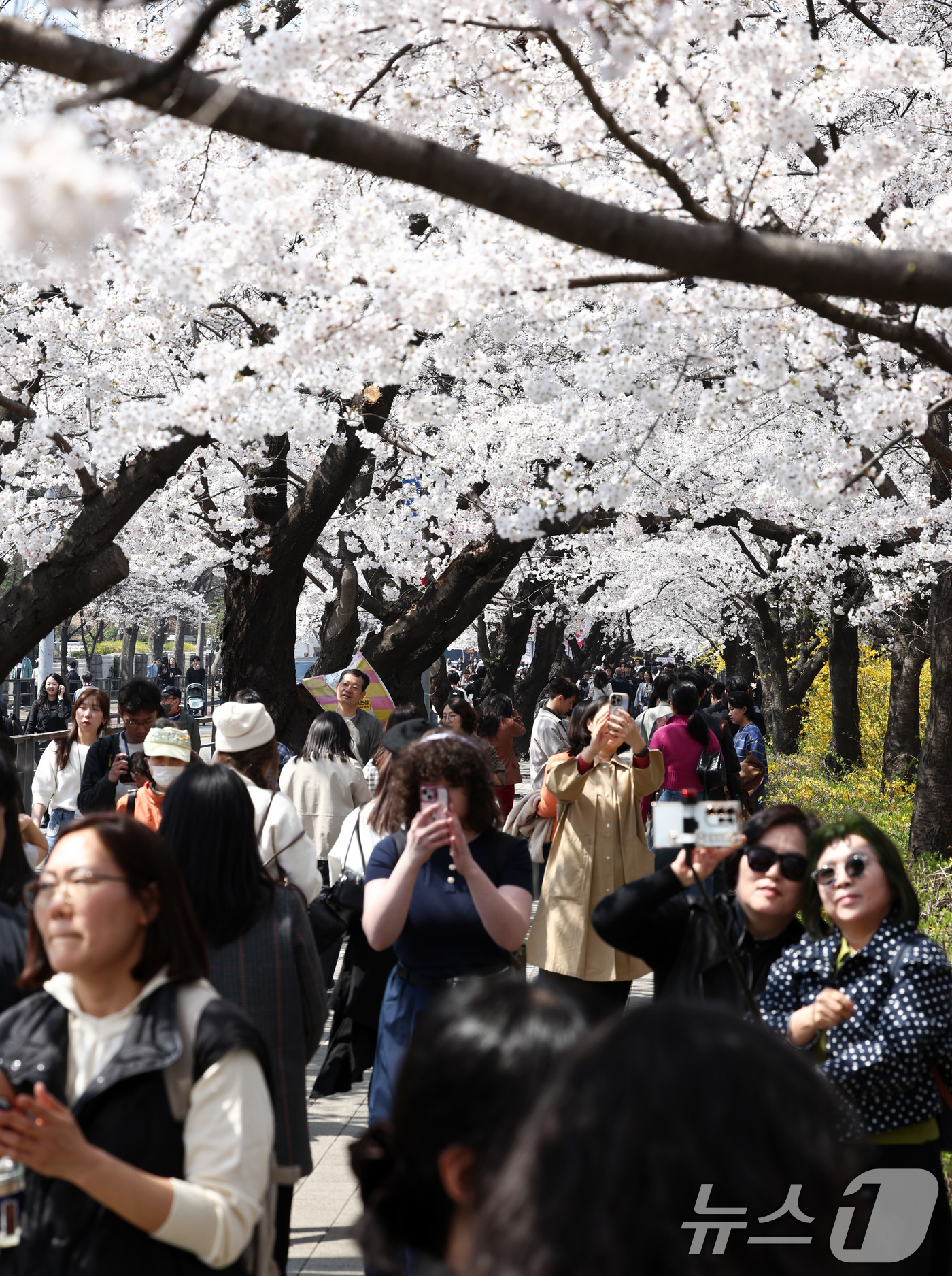 (서울=뉴스1) 최지환 기자 = '여의도 봄꽃축제'를 하루 앞둔 2일 서울 여의도 윤중로에서 시민들이 벚꽃을 감상하고 있다. 2026.4.2/뉴스1