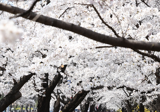 돌아온 벚꽃의 계절