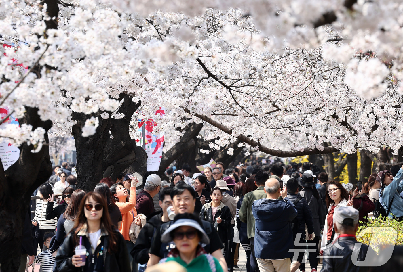 (서울=뉴스1) 최지환 기자 = '여의도 봄꽃축제'를 하루 앞둔 2일 서울 여의도 윤중로에서 시민들이 벚꽃을 감상하고 있다. 2026.4.2/뉴스1