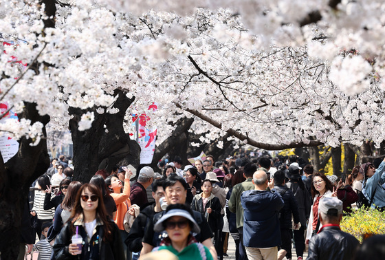'벚꽃터널 따라'