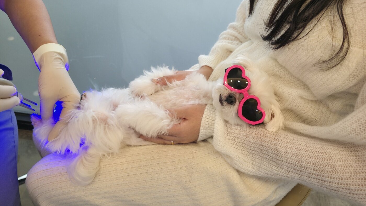 본문 이미지 - 반려견이 보호자 품에 안겨 레이저 치료 받는 모습(병원 제공) ⓒ 뉴스1