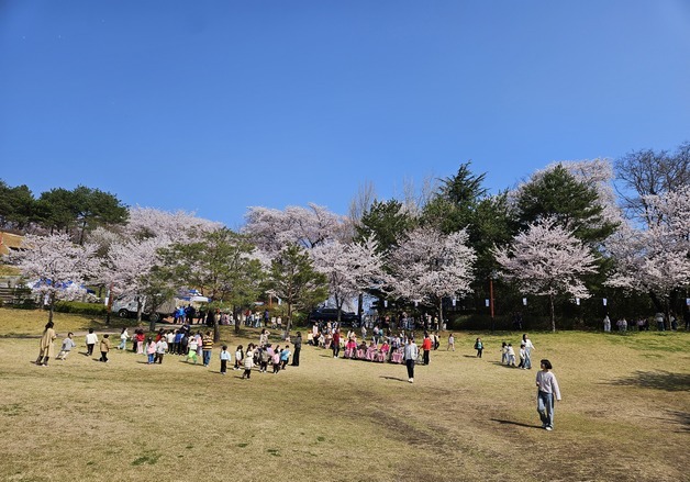 "도심 핑크빛 물든다"…강릉 남산 벚꽃축제 3일 개막