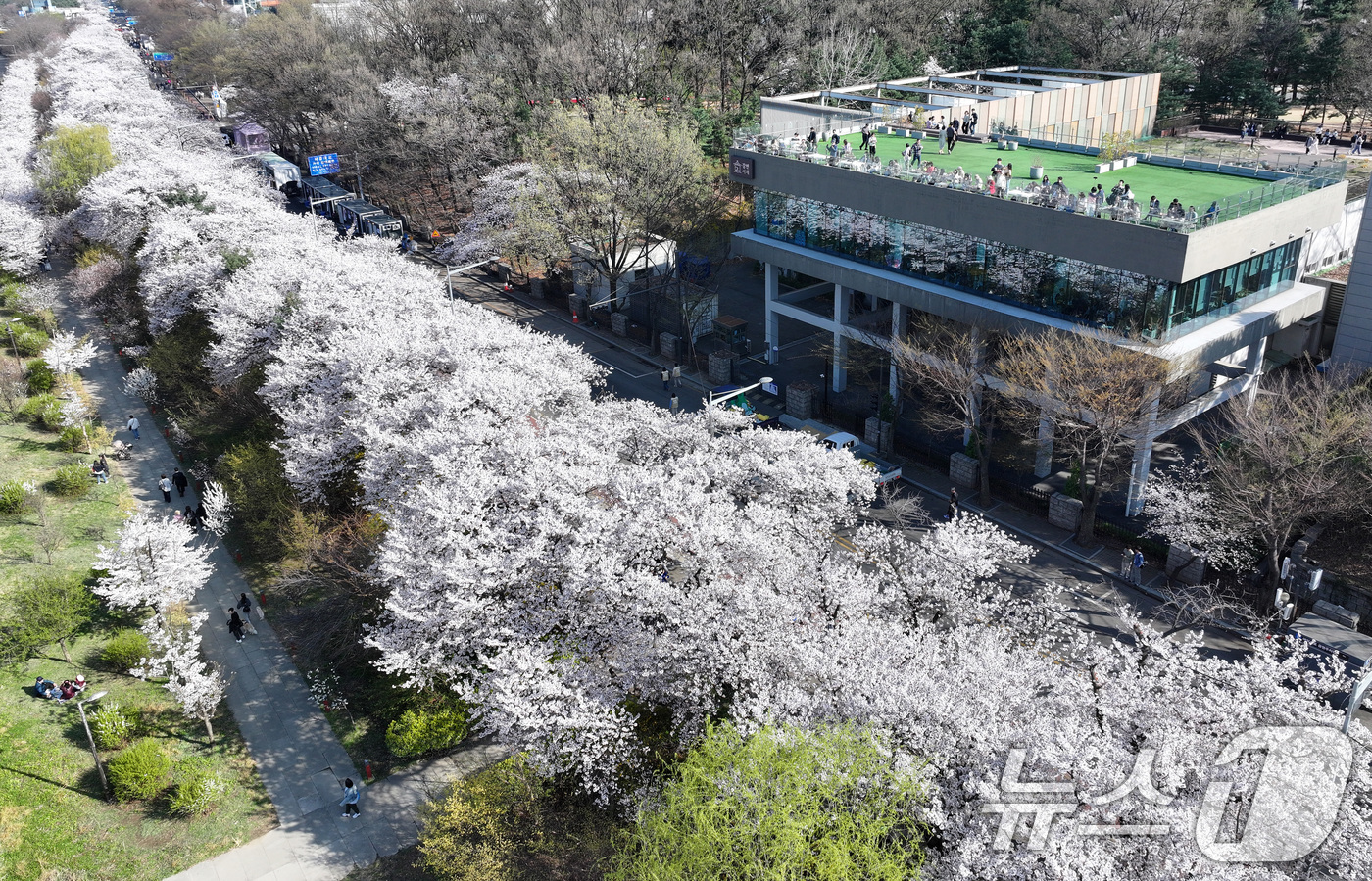 (서울=뉴스1) 최지환 기자 = '여의도 봄꽃축제'를 하루 앞둔 2일 서울 여의도 윤중로에서 시민들이 벚꽃을 감상하고 있다. 2026.4.2/뉴스1
