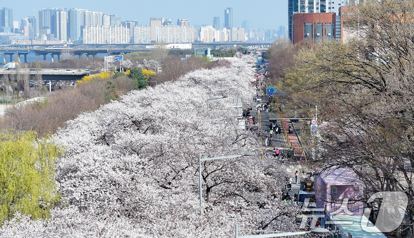 (서울=뉴스1) 최지환 기자 = '여의도 봄꽃축제'를 하루 앞둔 2일 서울 여의도 윤중로에 벚꽃이 만개해 있다. 2026.4.2/뉴스1