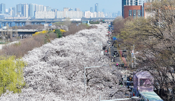 따뜻한 날씨에 만개한 벚꽃