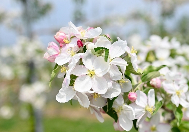 충북 과수 개화 5~7일 빠를 듯…"냉해 주의하세요"