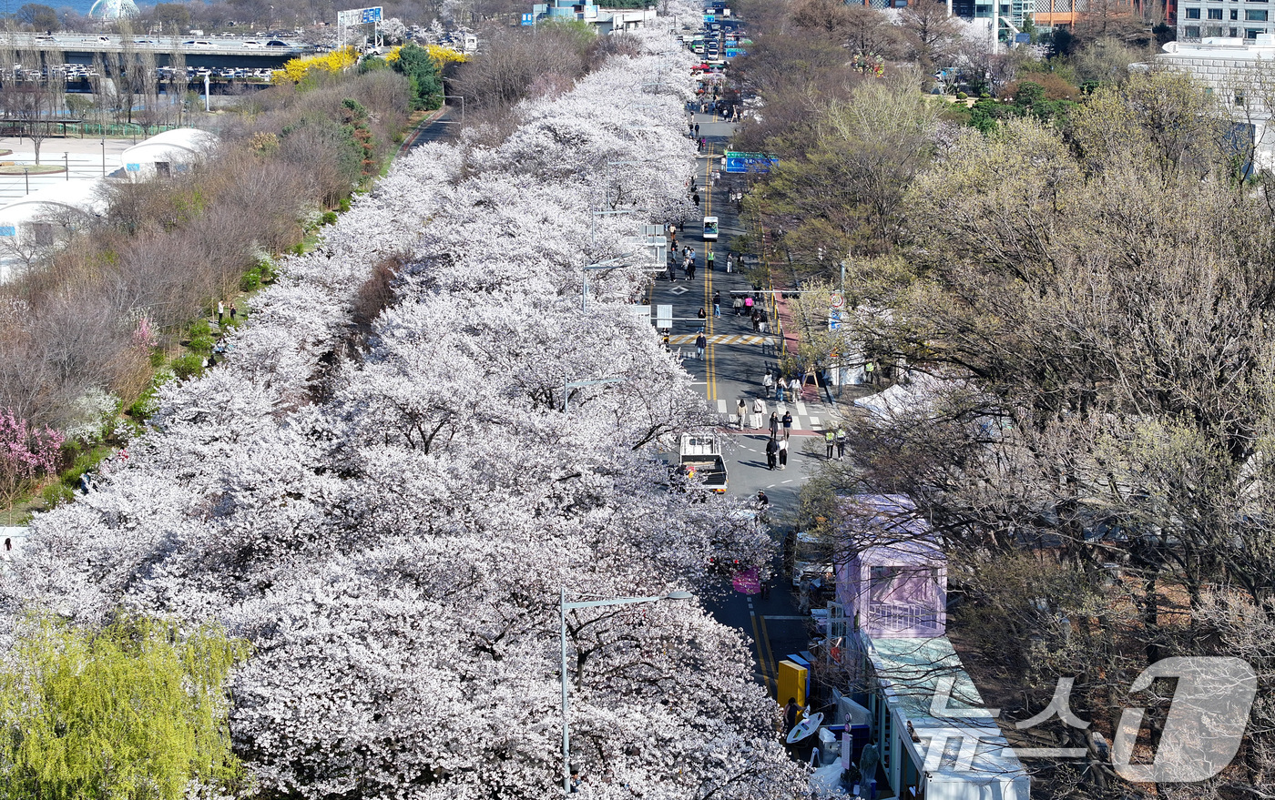 (서울=뉴스1) 최지환 기자 = '여의도 봄꽃축제'를 하루 앞둔 2일 서울 여의도 윤중로에 벚꽃이 만개해 있다. 2026.4.2/뉴스1