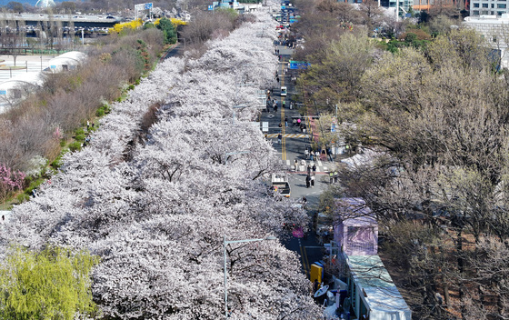 벚꽃 가득한 여의도