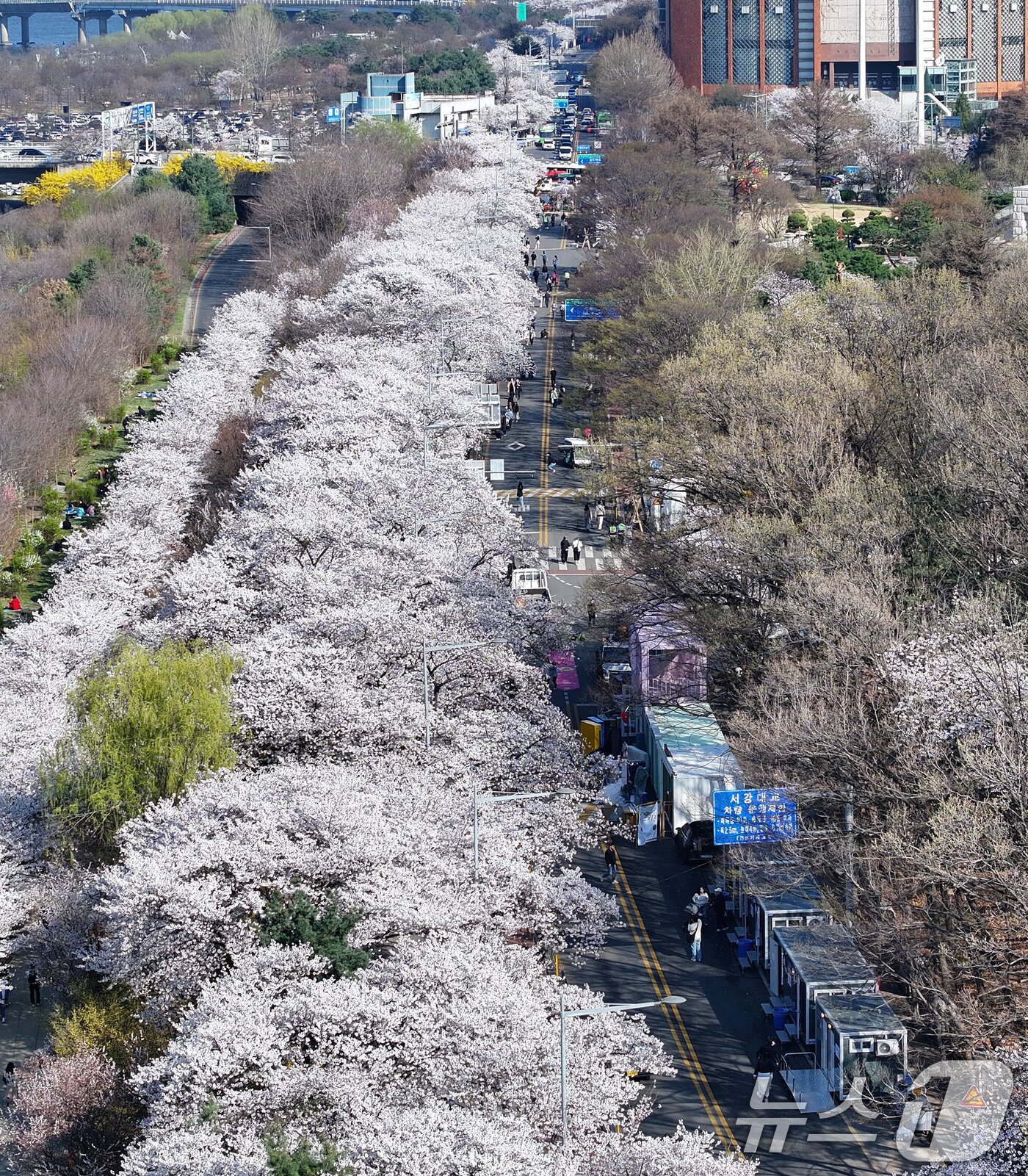 본문 이미지 - '여의도 봄꽃축제'를 하루 앞둔 2일 서울 여의도 윤중로에 벚꽃이 만개해 있다. 2026.4.2 ⓒ 뉴스1 최지환 기자