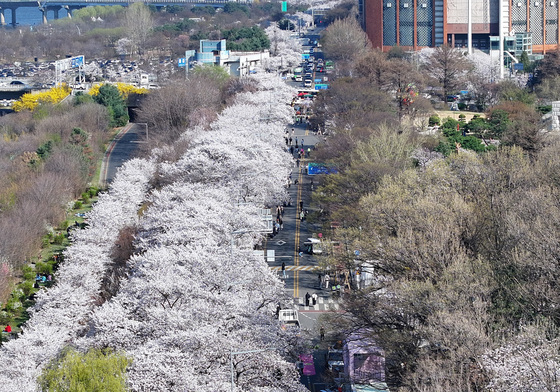 '여의도 벚꽃길 따라'