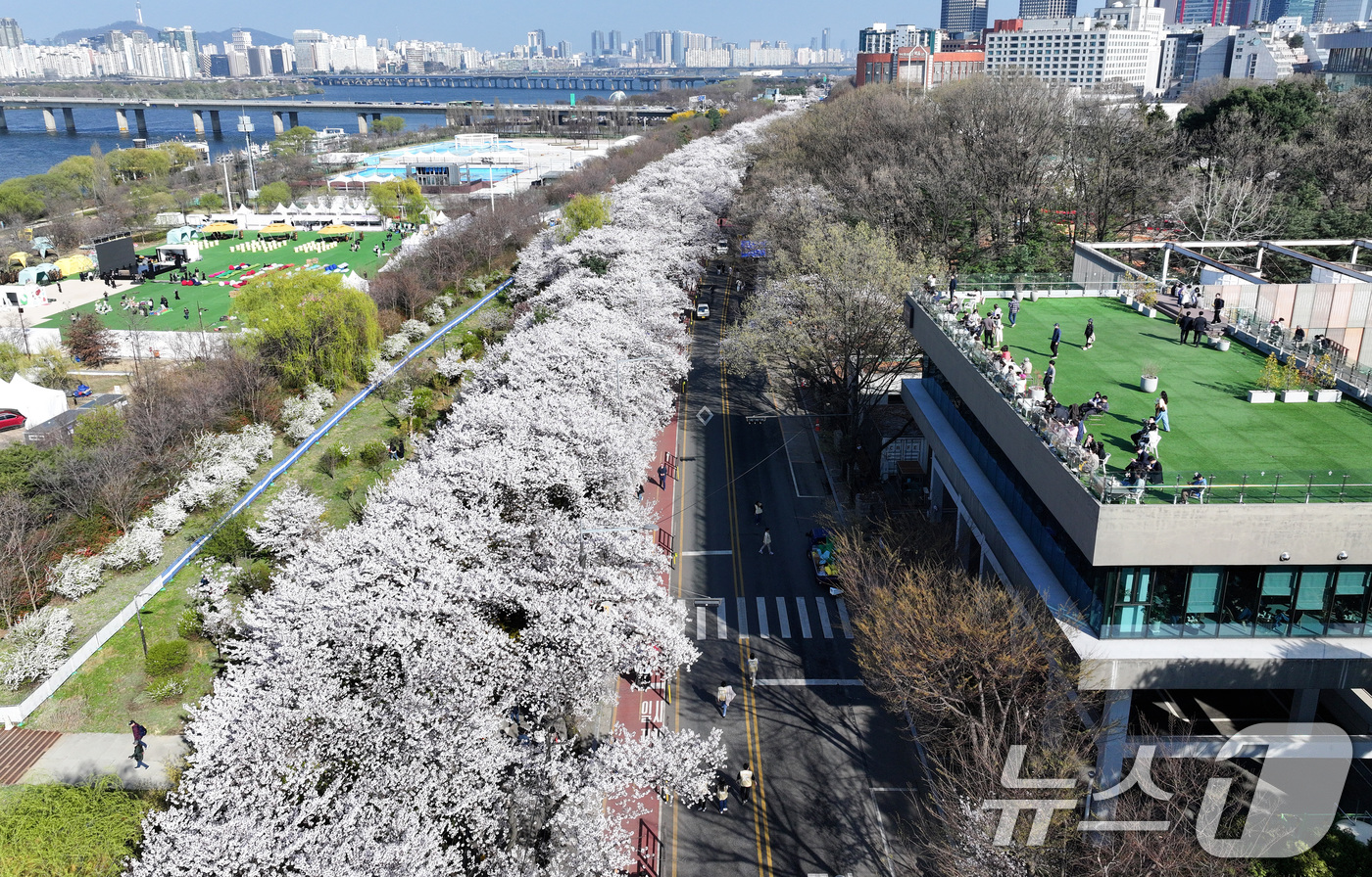 (서울=뉴스1) 최지환 기자 = '여의도 봄꽃축제'를 하루 앞둔 2일 서울 여의도 윤중로에 벚꽃이 만개해 있다. 2026.4.2/뉴스1