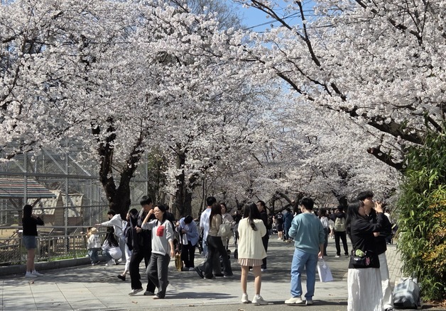 "너처럼 예쁜 벚꽃"…전주동물원 시민들 행복한 봄나들이